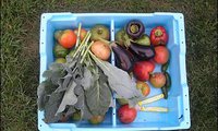 Urban Gardens Help Feed the Hungry