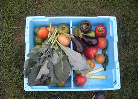 Urban Gardens