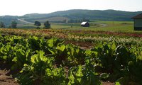 From the farm to the table. Creating a connection to food. 