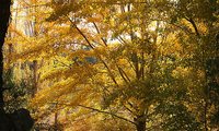 When my children were brand-spanking new, every fall when the leaves changed we would amass a leaf collection.  Nowadays, dude, who has the time?