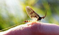 A little critter now has a lot to say about the future of the world's most destructive coal mining.