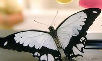 Jacquie Kubin visits The Butterfly Palace in Branson, Missouri where over twenty different species of white butterflies take holiday flight.