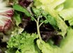 Redefining "Healthy" School Lunch