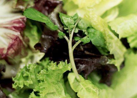 Redefining "Healthy" School Lunch