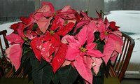 My take on the seasonal boast post.