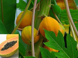 papaya