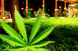 pot plant