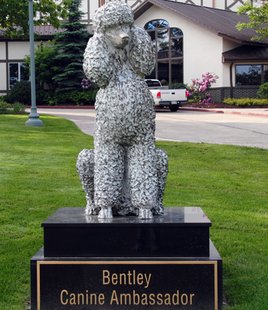 Bentley, Nemacolin Woodland's Canine Ambassador (Photo/J.Kubin) click to enlarge Bentley, Nemacolin Woodland's Canine Ambassador (Photo/J.Kubin) click to enlarge