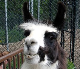 A Nemacolin Woodlands Llama (Photo/J.Kubin) A Nemacolin Woodlands Llama (Photo/J.Kubin)