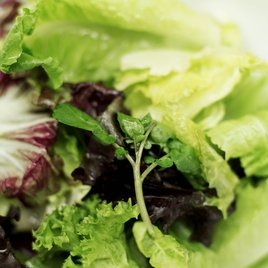 Lettuce