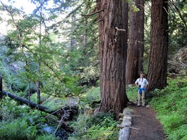 Matt in redwood trees at Garrapata State Park Matt in redwood trees at Garrapata State Park