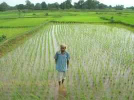 rice farm
