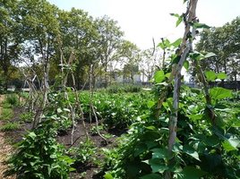 Urban farming in 2010 - from Google images