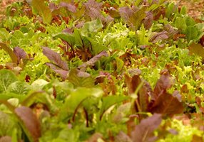 Organic lettuce grown by Growing Power, Inc. Organic lettuce grown by Growing Power, Inc.