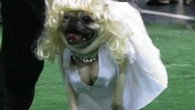 Pug Life on Display at Wisconsin Festival