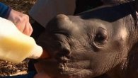 Raw: Baby White Rhino Debuts at Australian Zoo