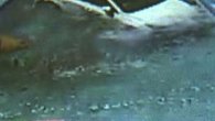 Raw: Crash Sends Car Into Fla. Pool