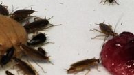 Study: Cockroaches Survive by Losing Sweet Tooth
