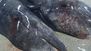 Raw: Conjoined Whales Discovered, Dead