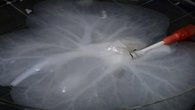 Need an Organ? A Lab-Grown One May Work One Day 
