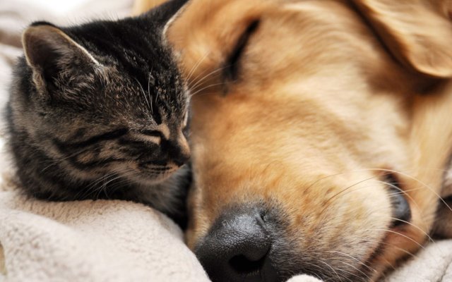 Polls say there are partisan differences between cat and dog owners. What do your pets say about your politics?