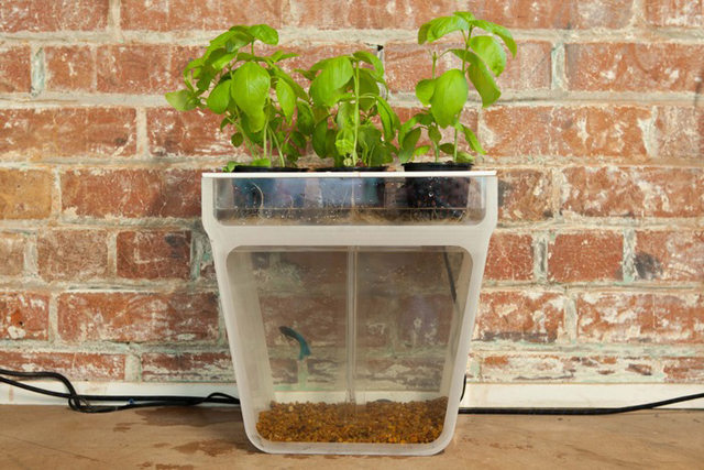 Back to the Roots – Mushrooms and Aquaponics | Washington Times Communities