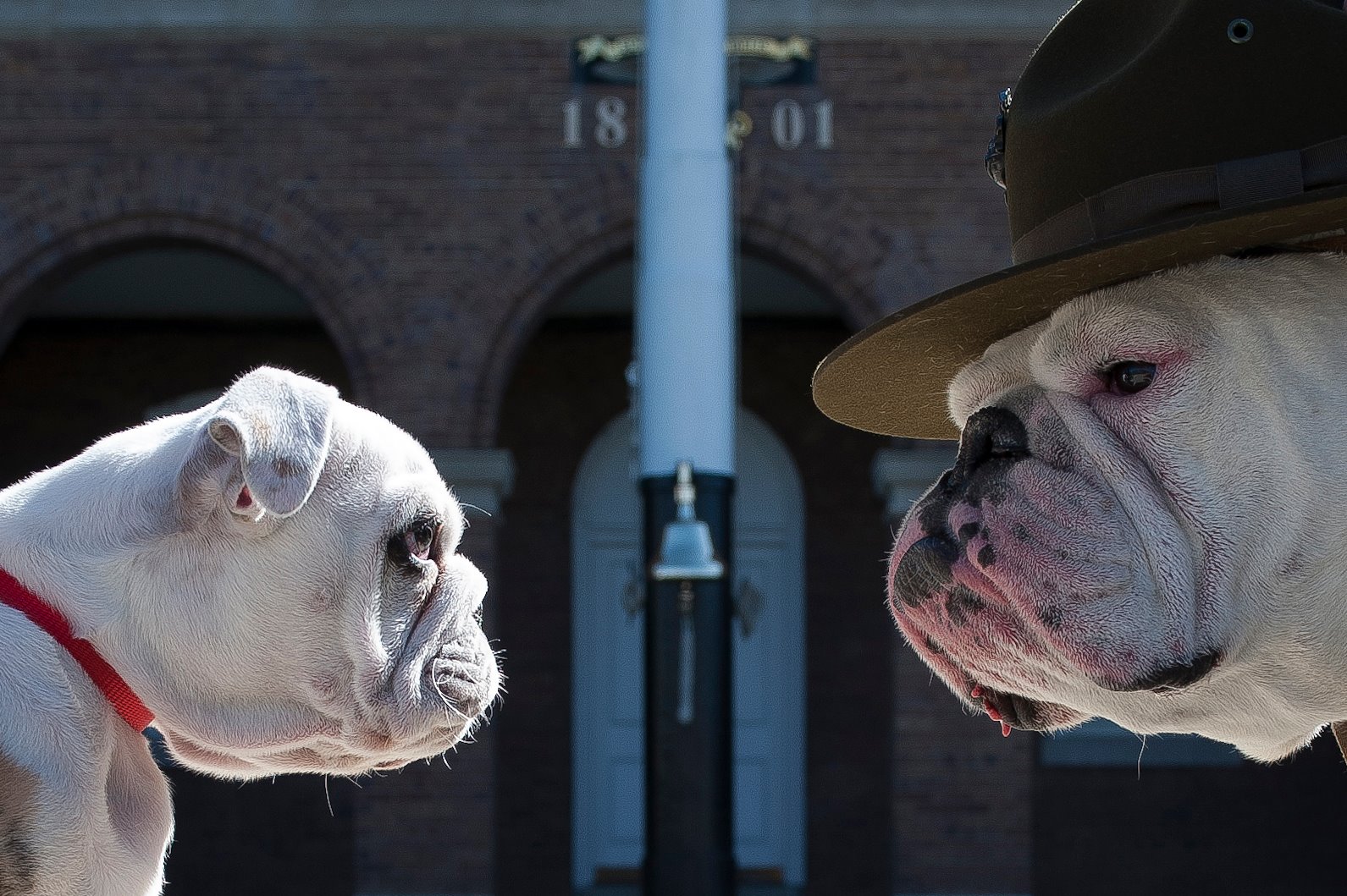 retiring military   Bulldog famous chesty quotes Washington mascot Corps the   Marine Sgt. as  puller Chesty