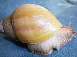 This image from the U.S. Department of Agriculture shows a giant African snail with an albino shell. (Courtesy of the USDA)