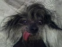 Boolah is either half Chinese Crested or Mexican Hairless. The other half we are sure is Terrier Mix because that is what kind of cute dog was on the other side of the fence! (Credit: World's Ugliest Dog Competition)