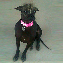 Cyndi. (Credit: World's Ugliest Dog Competition)