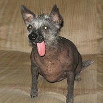 Ellie Mae is an 8y/o Chinese Crested Hairless Dog. (Credit: World's Ugliest Dog Competition)