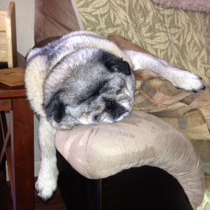 Grover is a 10 year old Chinese pug and this will be his fourth year entering the competition. (World's Ugliest Dog Competition)
