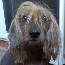 Isaboo is half wiener dog, and half BOOLAH! (Credit: World's Ugliest Dog Competition)