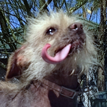 Josie has been working on her "ugly" for another year and comes back to try for WUD again. (Credit: World's Ugliest Dog Competition)