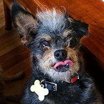 A friend whose organization provides medical funds for shelter & foster dogs, forwarded me the bio & picture of this little boy who was needing a home quickly; he had been pulled just in time from an animal shelter by the Pepper Foundation. (Credit: World's Ugliest Dog Competition)