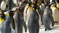 SeaWorld: Penguins Are Coolest Thing in Florida
