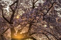 The morning blossoms of D.C.
