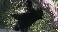 Raw: Bear Falls From Tampa Tree 
