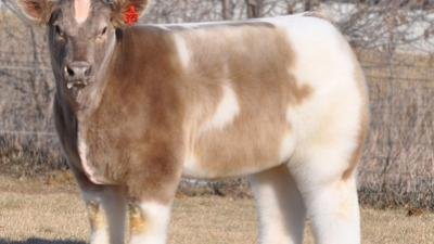 Coiffed Cattle Get Their Close-up