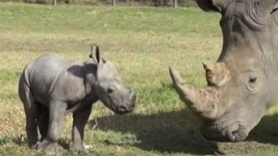 Raw: Aussie Zoo Shows Off White Rhino Calf