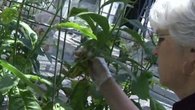Could Tobacco Be the Next Biofuel?