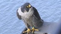First Person: Baby Falcons on a New York Bridge 