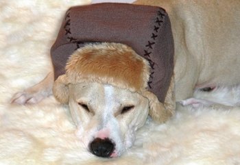 dog