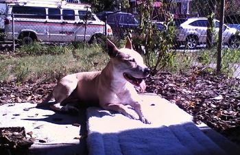 dog dog