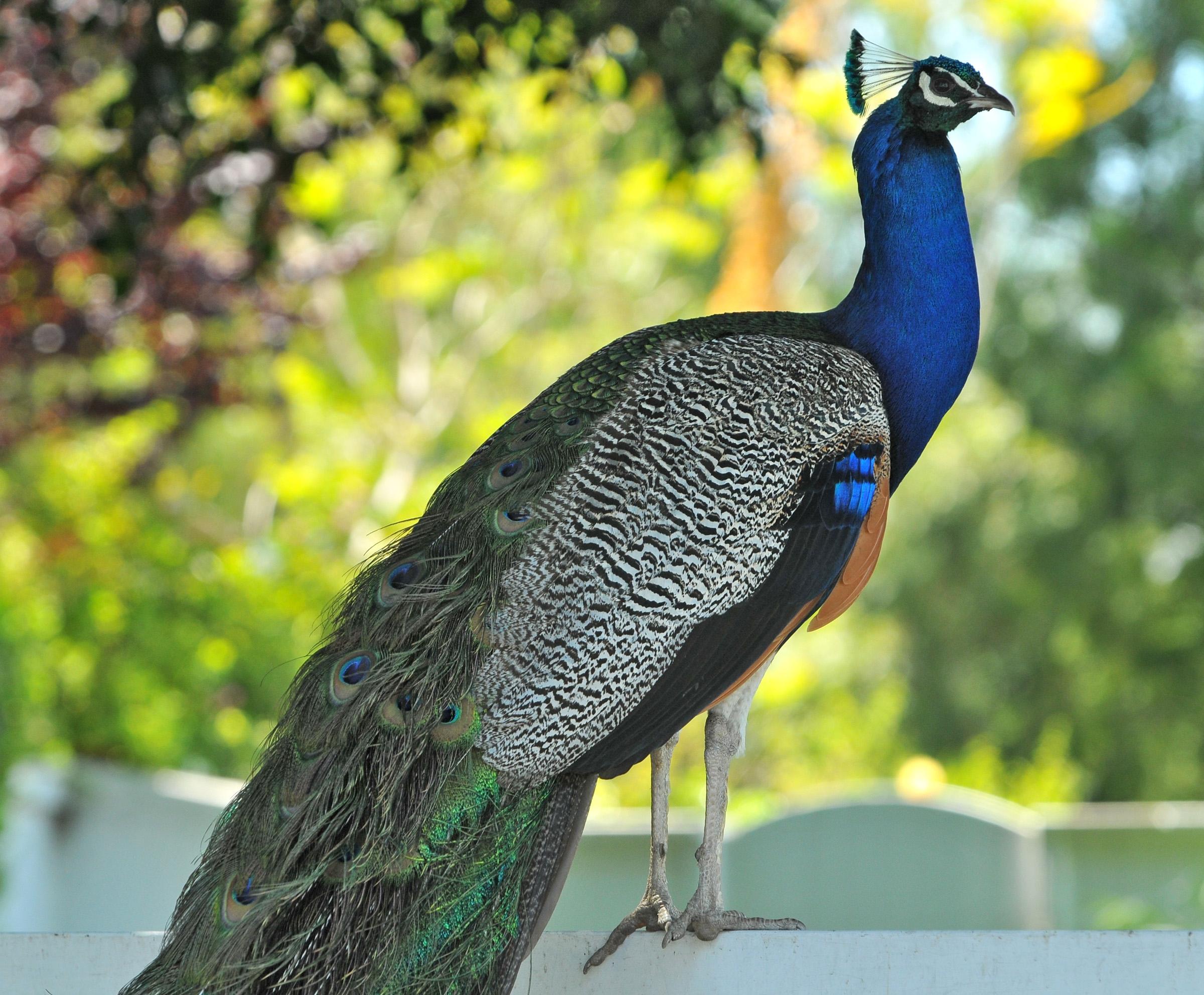 Vicious' peacock bites onlooker after escaping Bronx Zoo