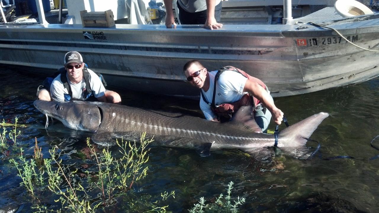 Sturgeon – Angler Innovations