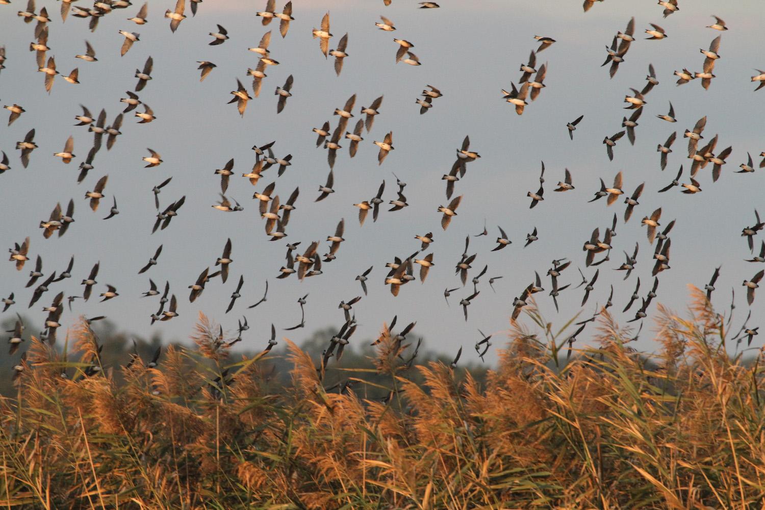 Autumn on the Connecticut River with the swallows - Washington Times