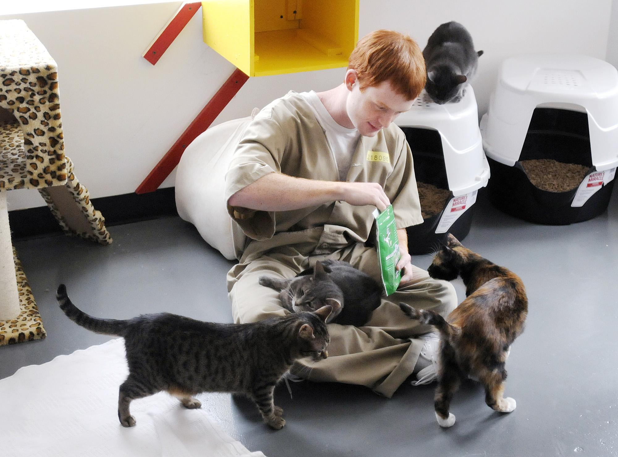 Pendleton prison's stray cat program helps animals, inmates - Washington  Times