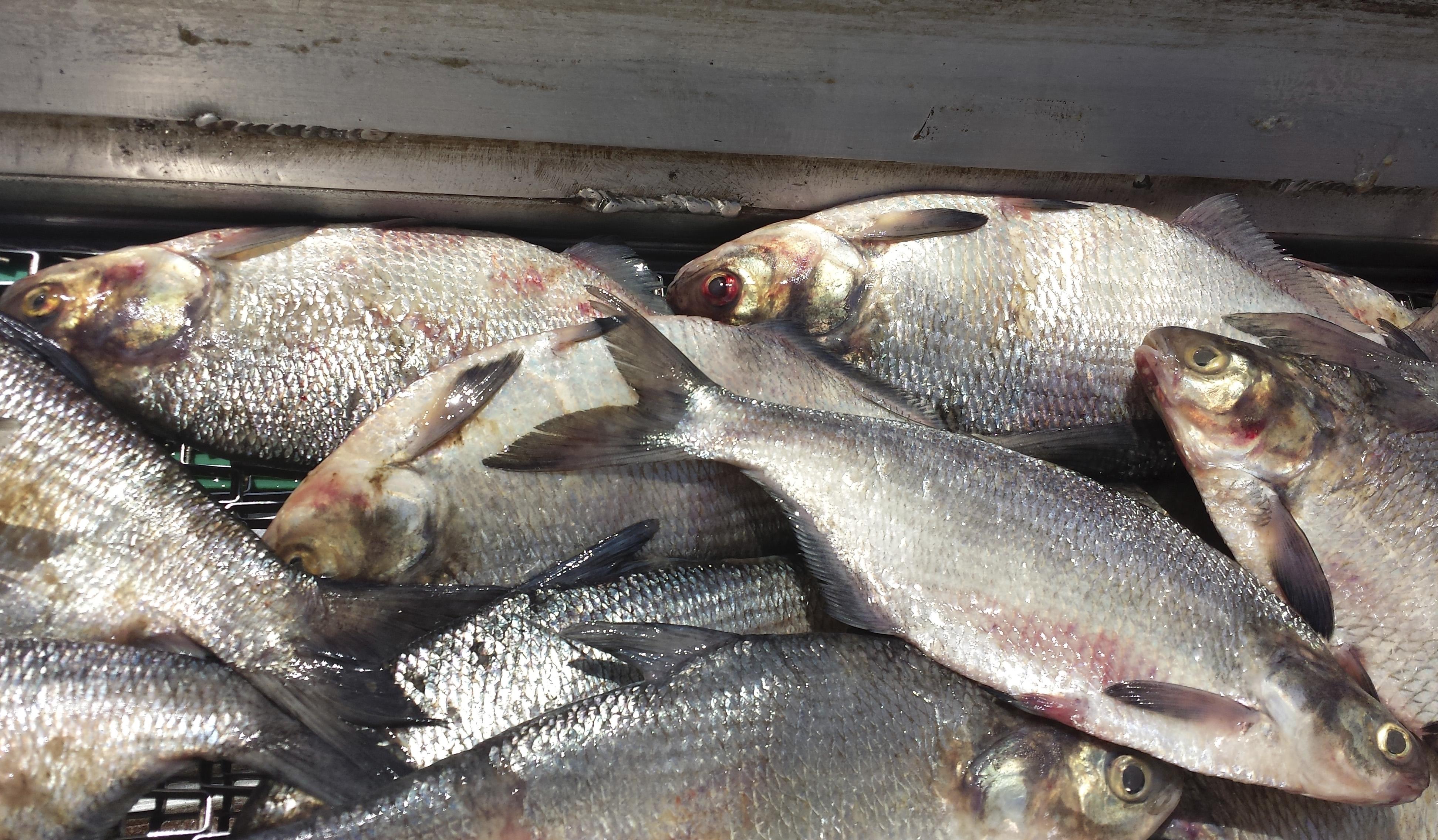 Lake George gizzard shad harvest aims to help clean up lake