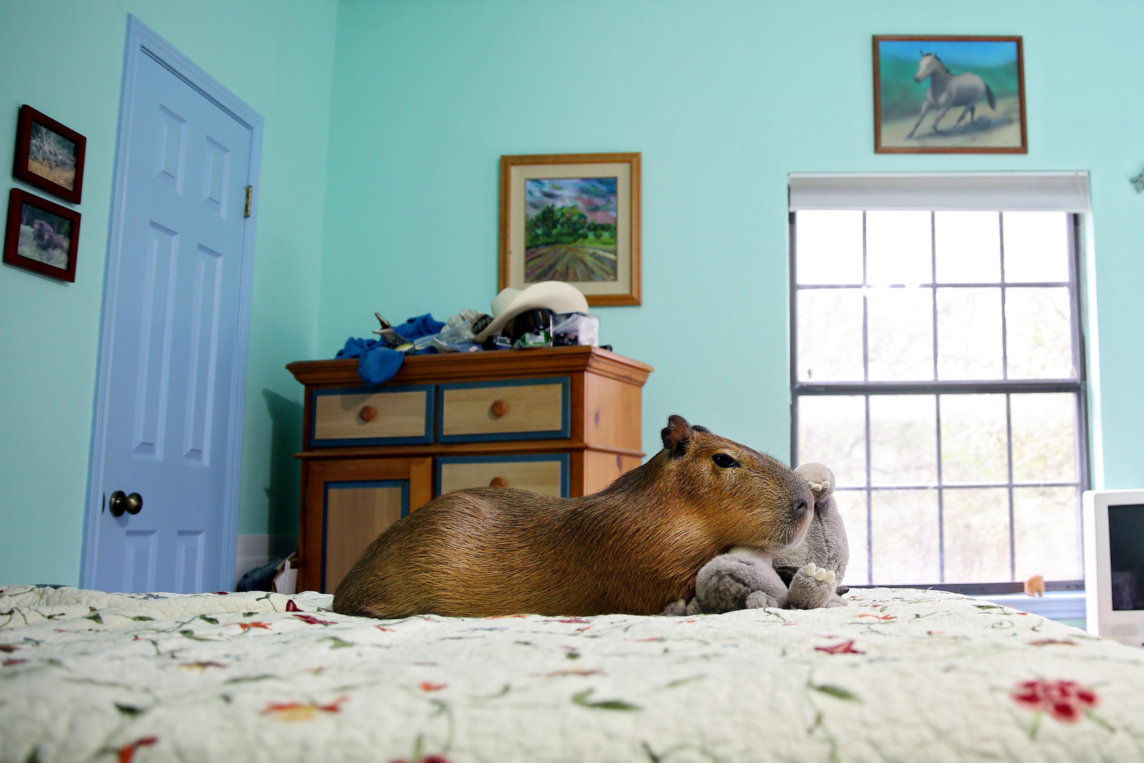 Capybara Pet Washington State